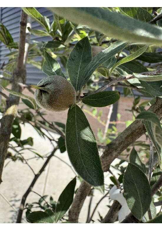 Deutsche Mispel Mehrstämmig | Mespilus germanica