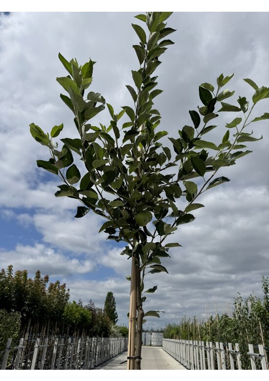 Apfelbaum 'Katja' | Malus domestica 'Katja'