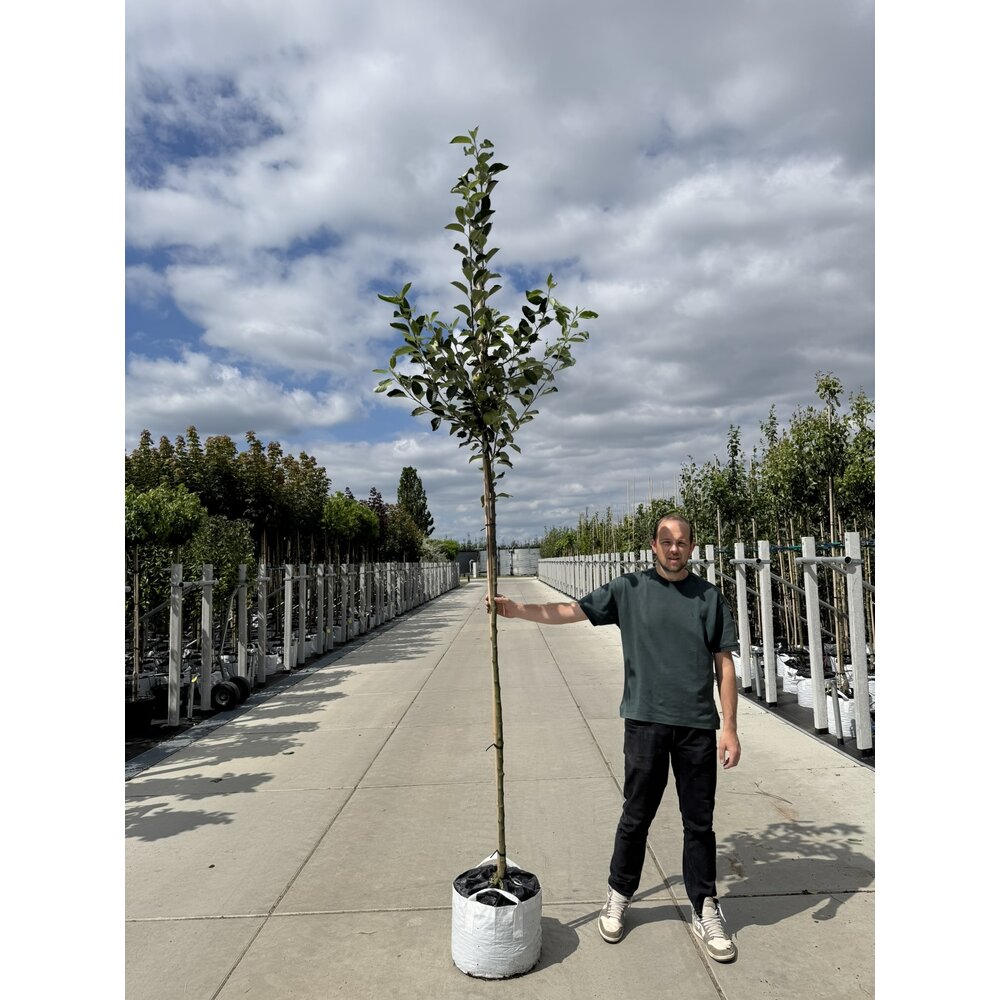 Apfelbaum Kaufen 3 Meter