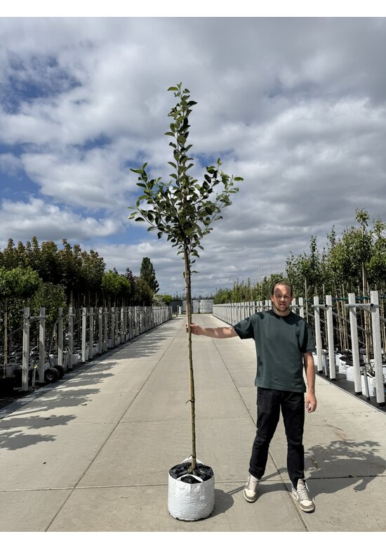 Apfelbaum 'Katja' | Malus domestica 'Katja'