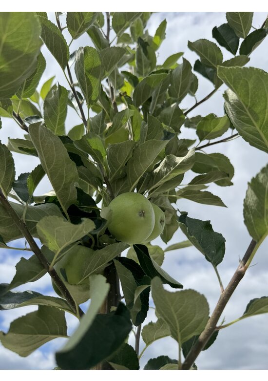 Apfelbaum 'Katja' | Malus domestica 'Katja'