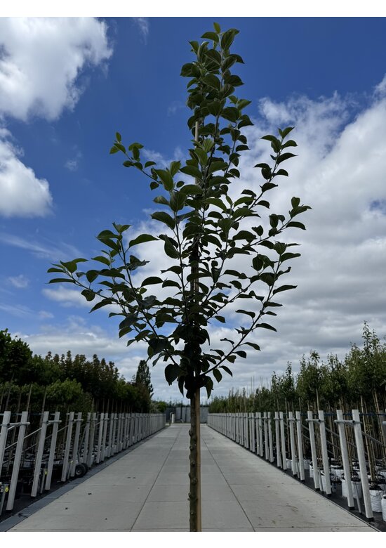Apfelbaum 'Golden Pearmain' | Malus domestica 'Golden Pearmain'