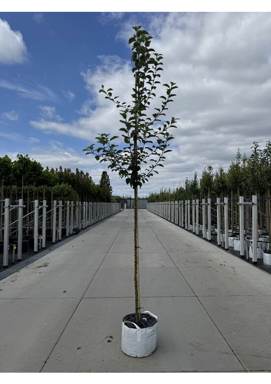 Apfelbaum 'Golden Pearmain' | Malus domestica 'Golden Pearmain'