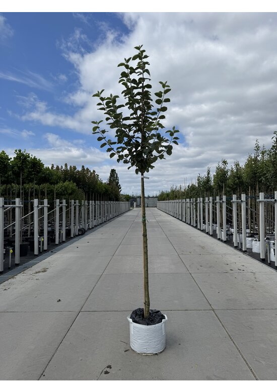 Apfelbaum 'Bellefleur' | Malus domestica 'Bellefleur'