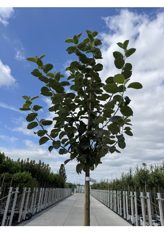 Apfelbaum 'Bellefleur' | Malus domestica 'Bellefleur'