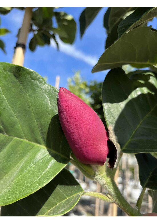 Rote Magnolie 'Black Tulip' - Mehrstämmig | Magnolia 'Black Tulip'