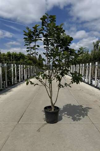 Rote Magnolie 'Black Tulip' - Mehrstämmig | Magnolia 'Black Tulip'