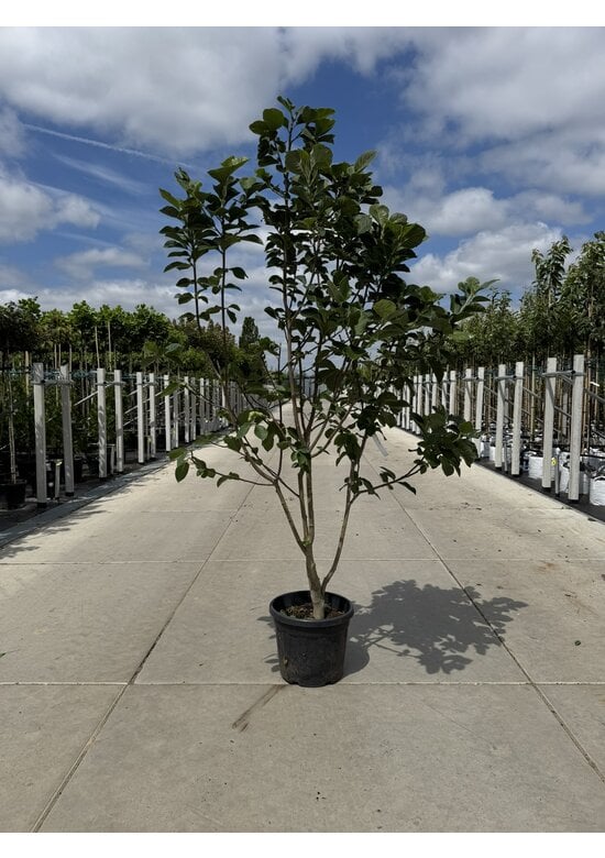 Rote Magnolie 'Black Tulip' - Mehrstämmig | Magnolia 'Black Tulip'