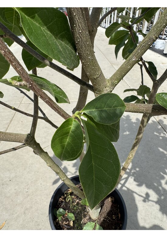 Rote Magnolie 'Black Tulip' - Mehrstämmig | Magnolia 'Black Tulip'