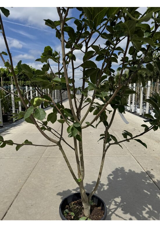 Rote Magnolie 'Black Tulip' - Mehrstämmig | Magnolia 'Black Tulip'