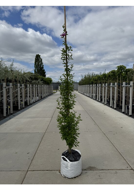 Hibiscus 'Purple Pillar' - Stammbusch | Hibiscus syriacus 'Purple Pillar'