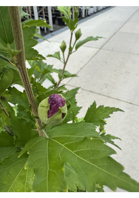 Hibiscus 'Purple Pillar' - Stammbusch | Hibiscus syriacus 'Purple Pillar'