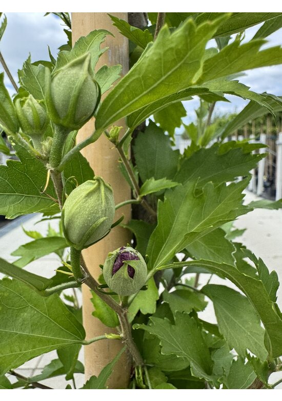 Hibiscus 'Purple Pillar' - Stammbusch | Hibiscus syriacus 'Purple Pillar'