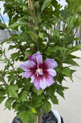 Hibiscus 'Purple Pillar' - Stammbusch | Hibiscus syriacus 'Purple Pillar' Hibiscus 'Purple Pillar' - Stammbusch | Hibiscus syriacus 'Purple Pillar'