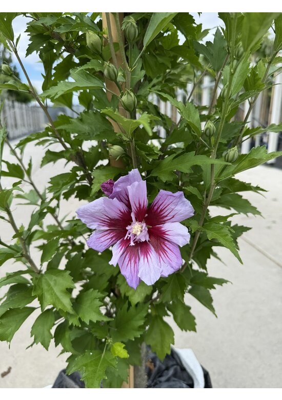Hibiscus 'Purple Pillar' - Stammbusch | Hibiscus syriacus 'Purple Pillar'