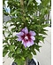 Hibiscus 'Purple Pillar' - Stammbusch | Hibiscus syriacus 'Purple Pillar'