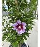 Hibiscus 'Purple Pillar' - Stammbusch | Hibiscus syriacus 'Purple Pillar'