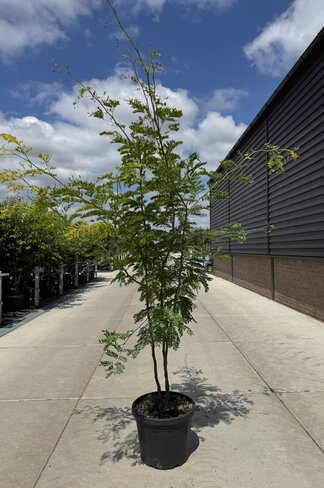 Gelber Lederhülsenbaum 'Sunburst' - Mehrstämmig | Gleditsia triacanthos 'Sunburst'