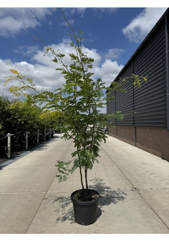 Gelber Lederhülsenbaum 'Sunburst' - Mehrstämmig | Gleditsia triacanthos 'Sunburst'