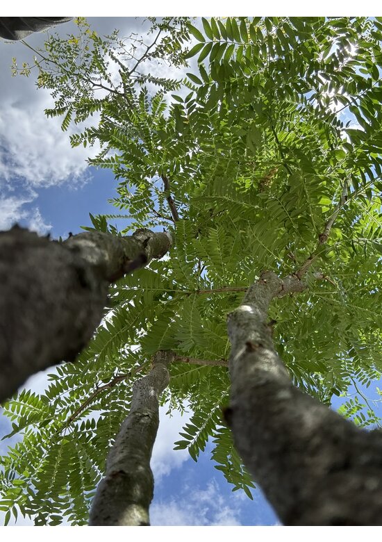 Gelber Lederhülsenbaum 'Sunburst' - Mehrstämmig | Gleditsia triacanthos 'Sunburst'