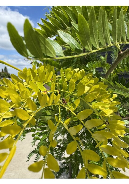 Gelber Lederhülsenbaum 'Sunburst' - Mehrstämmig | Gleditsia triacanthos 'Sunburst'
