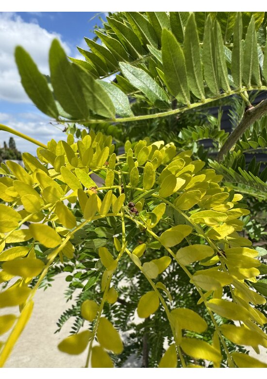 Gelber Lederhülsenbaum 'Sunburst' - Mehrstämmig | Gleditsia triacanthos 'Sunburst'