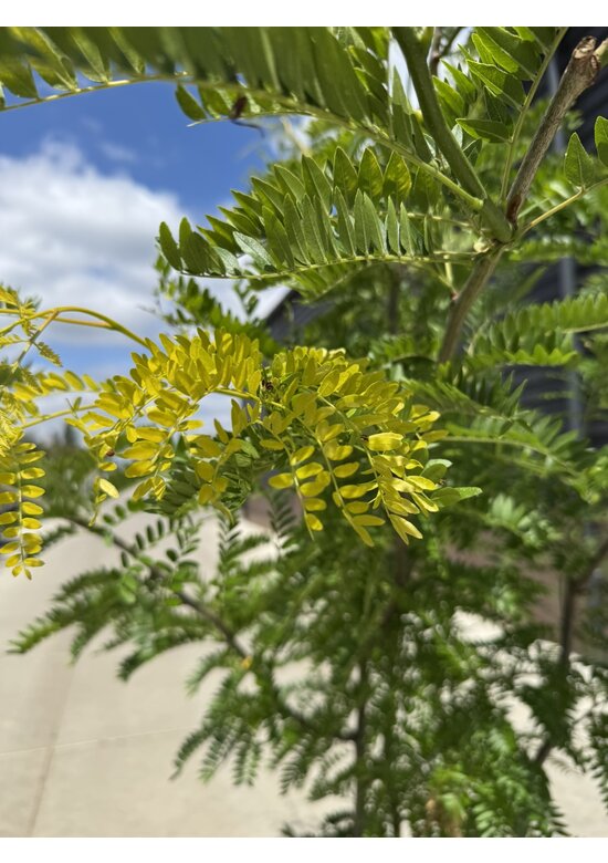 Gelber Lederhülsenbaum 'Sunburst' - Mehrstämmig | Gleditsia triacanthos 'Sunburst'