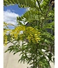 Gelber Lederhülsenbaum 'Sunburst' - Mehrstämmig | Gleditsia triacanthos 'Sunburst'