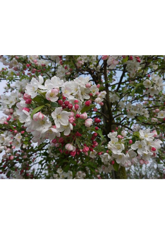 Wildapfel | Malus sylvestris