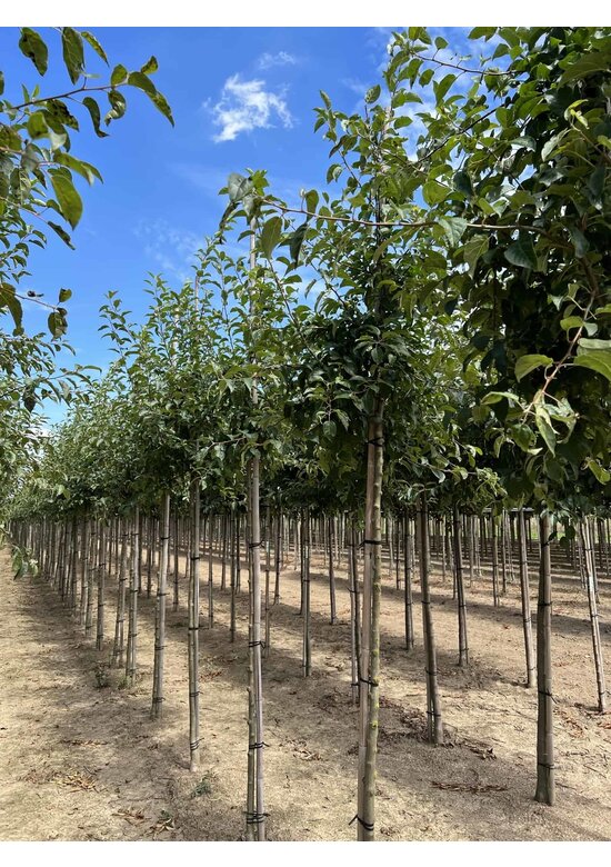 Wildapfel | Malus sylvestris