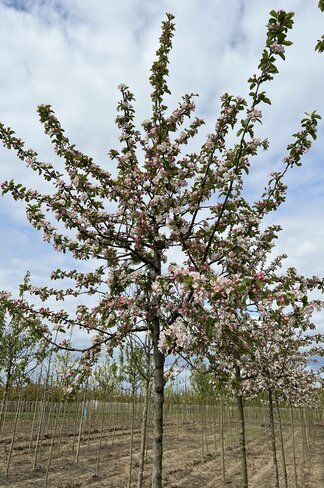 Wildapfel | Malus sylvestris