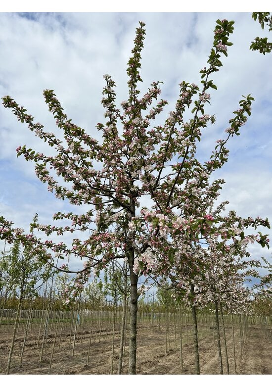 Wildapfel | Malus sylvestris