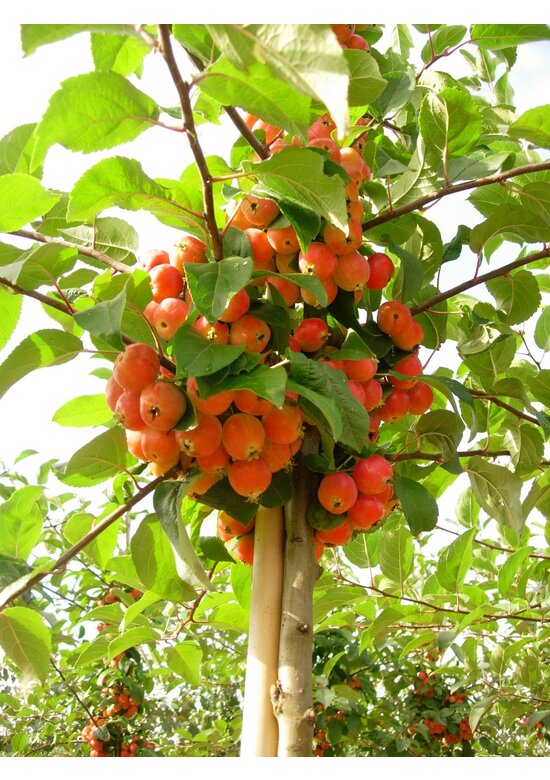 Wildapfel | Malus sylvestris