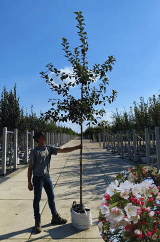 Wildapfel | Malus sylvestris