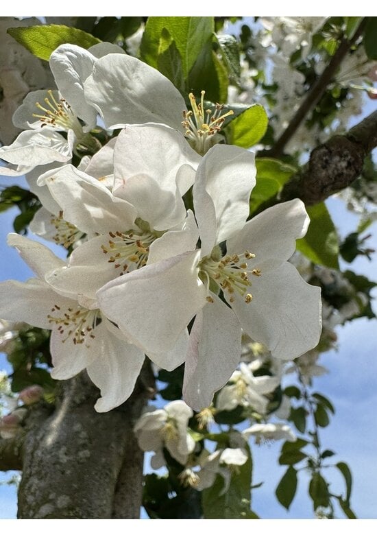 Wildapfel | Malus sylvestris