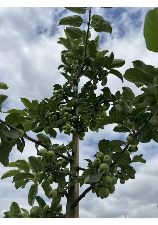 Wildapfel | Malus sylvestris
