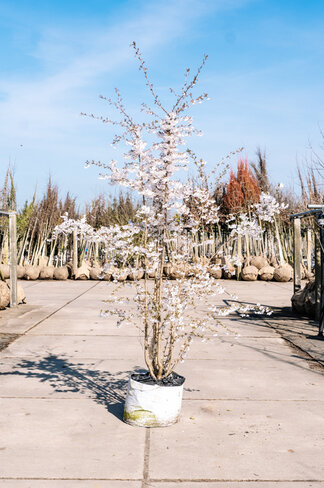 Brautkirsche - Mehrstämmig | Prunus incisa 'The Bride' Brautkirsche - Mehrstämmig | Prunus incisa 'The Bride'