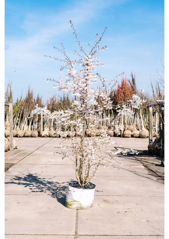 Brautkirsche - Mehrstämmig | Prunus incisa 'The Bride'