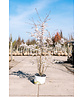 Brautkirsche - Mehrstämmig | Prunus incisa 'The Bride'