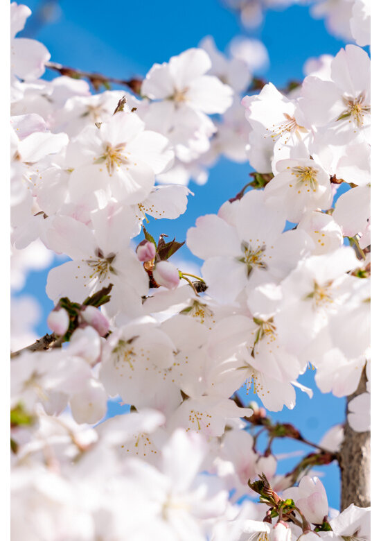 Brautkirsche, mehrstämmig (Prunus incisa 'The Bride')