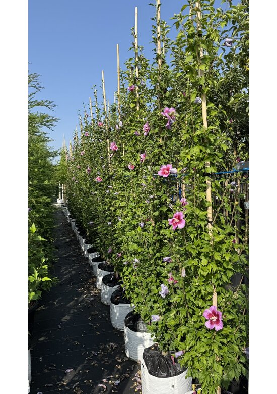 Hibiscus 'Purple Pillar' - Stammbusch | Hibiscus syriacus 'Purple Pillar'