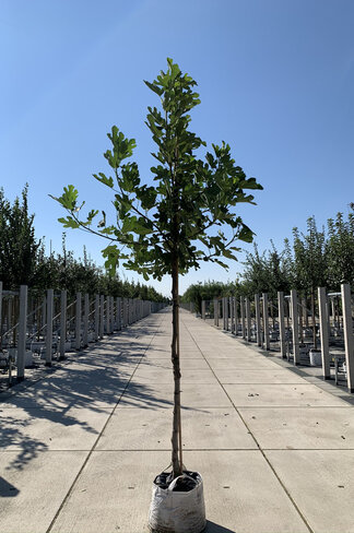 Feigenbaum 'Brown Turkey' | Ficus carica 'Brown Turkey'