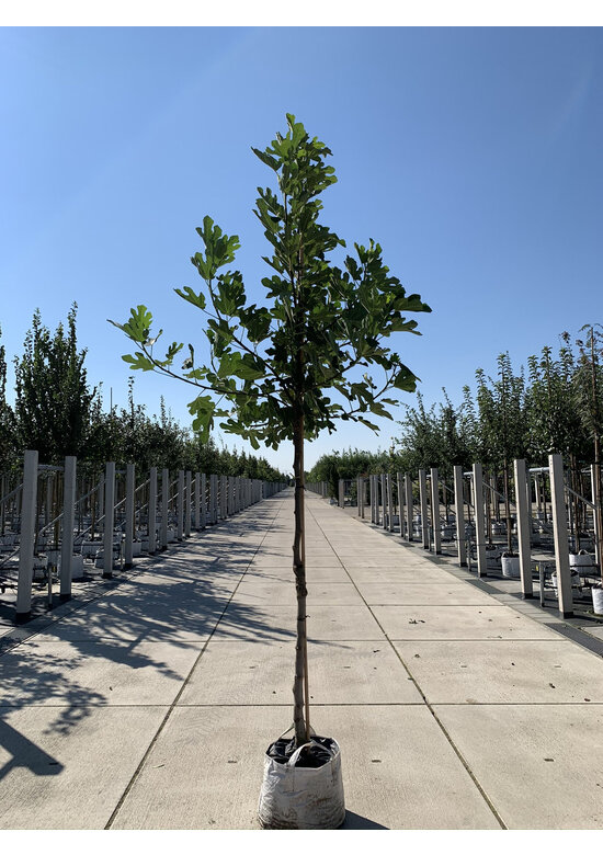 Feigenbaum 'Brown Turkey' | Ficus carica 'Brown Turkey'