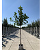 Venovi GmbH Feigenbaum 'Brown Turkey' | Ficus carica 'Brown Turkey'