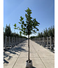 Feigenbaum 'Brown Turkey' | Ficus carica 'Brown Turkey'