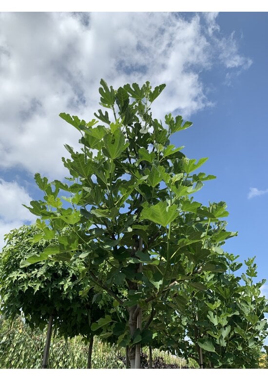 Feigenbaum 'Brown Turkey' | Ficus carica 'Brown Turkey'
