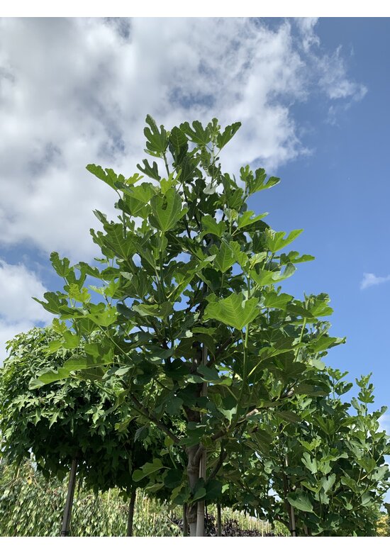 Feigenbaum 'Brown Turkey' | Ficus carica 'Brown Turkey'