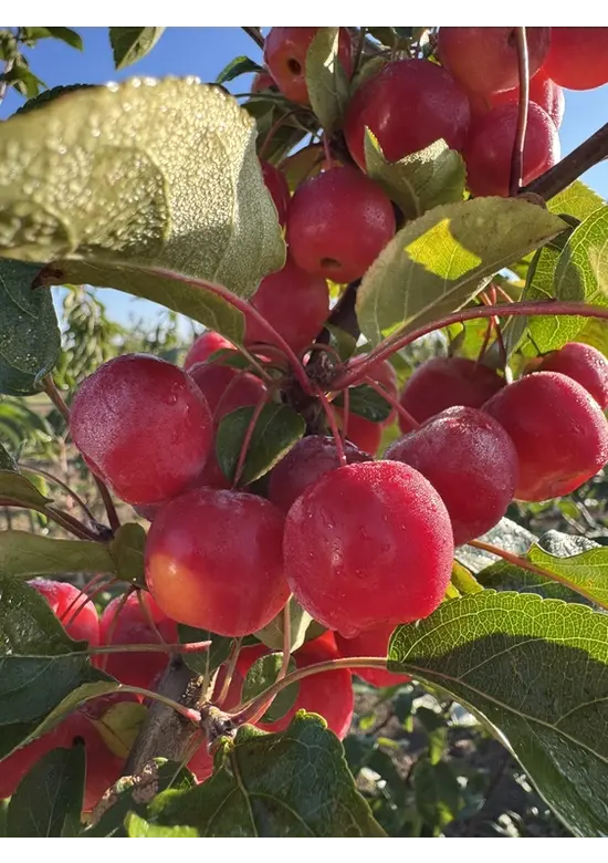 Zierapfel 'Red Sentinel' Mehrstämmig | Malus 'Red Sentinel'