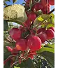 Zierapfel 'Red Sentinel' Mehrstämmig | Malus 'Red Sentinel'