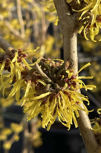 Lichtmess Zaubernuss 'Pallida' - Mehrstämmig | Hamamelis Intermedia 'Pallida'